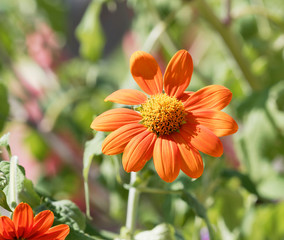 Fleur de Gerbéra (Gerbera) aux pétales simples qui ressemble à une marguerite géante orange foncé avec un disque central jaune au sommet de hautes tiges