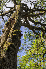 Trunk and treetop of a very old oak tree in spring in a German nature reserve, called Sababurg