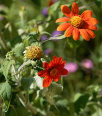 (Gerbera) Gerbéras appréciés pour leur grandes et jolies fleurs aux couleurs chatoyantes dans un feuillage touffu, lobé et lancéolé vert
