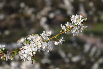 Flowering tree branch closeup.