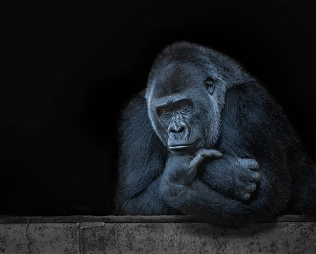 alpha gorilla thinking, black background