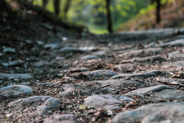 Stone road in the park. Close-up.