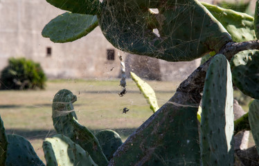 ragno ha tessuto la sua ragnatela sulle pale di un fico d'india