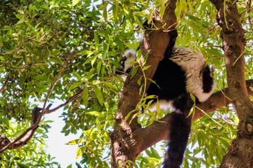 Lemur de Madagascar