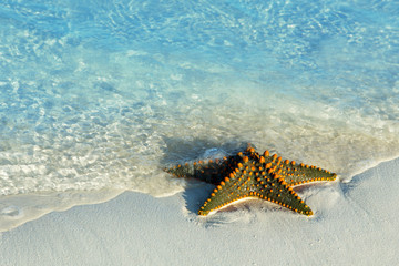 Starfish at the tropical beach
