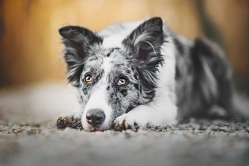 portrait of a border collie
