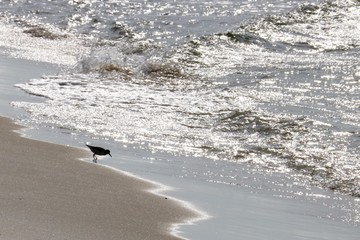 Bird on Beach