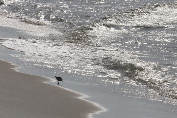 Bird on Beach