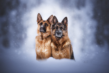 German shepherd dog in natural environment
