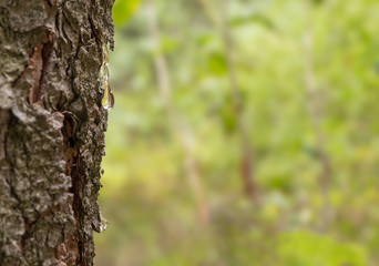 Drop of resin on the bark of spruce on the background of a blur bokeh with forest