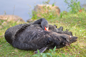 A black swan near a lake