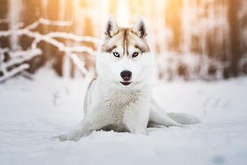 Husky in the snow in warm winter light