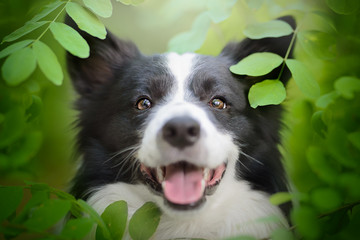 Obraz premium Border collie with happy face in the leaves