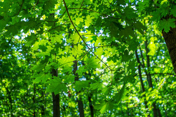 Green leaves on maple tree