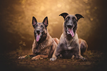 Belgian malinois in natural environment
