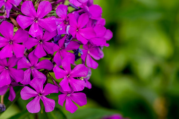 Close up of blooming Garden purple Phlox paniculata(garden phlox), Macro purple flame flowers of phlox from home garden.