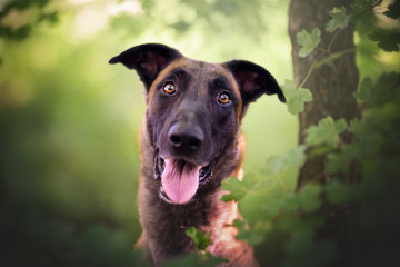 Belgian malinois in natural environment
