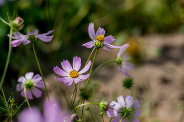 Fototapeta premium Cosmea (Cosmos) pink flowers in home garden. Beautiful flowers on green and brown background. 