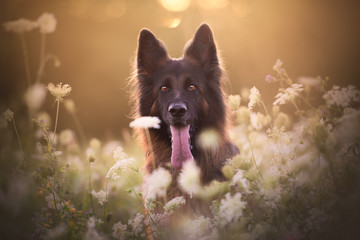 German shepherd dog in natural environment