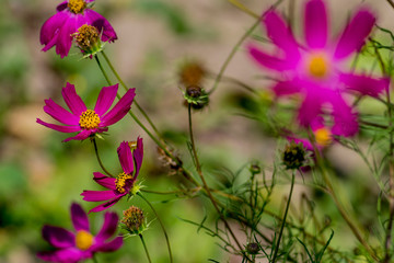 Cosmea summer purple flowers (garden cosmos). Colorful flowers on green background.