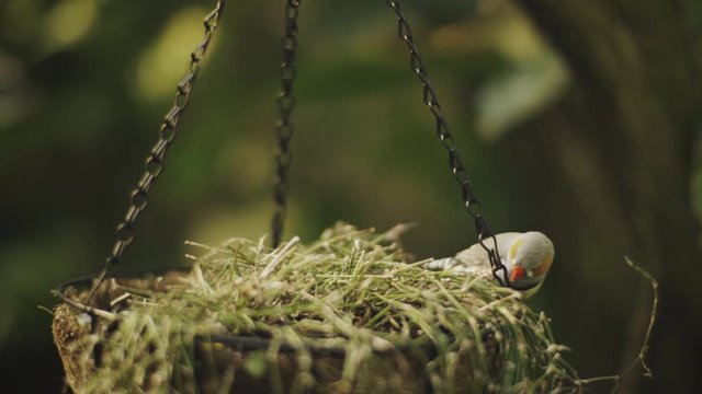 Close up shot of tiny Zebra Finch Bird protecting his nest from another bird