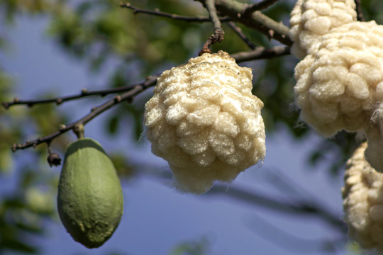 fruit on tree