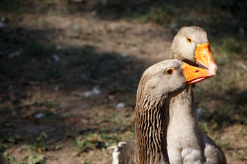 Two gray geese walk on the farm, the concept of the ecological park, selective focus
