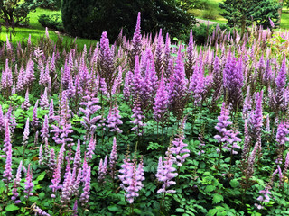 Obraz premium purple flowers in the garden. Floral background 