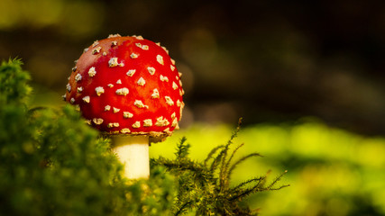 Wunderschöner Fliegenpilz im Wald angeleuchtet von der Sonne im Herbst