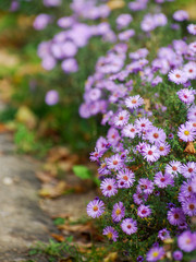 Obraz premium A photo of chrysanthemum flowers in an autumn garden.