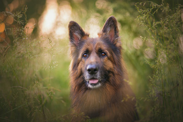 German shepherd dog in natural environment