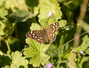 butterfly on a flower