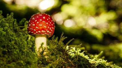 Wunderschöner Fliegenpilz im Wald angeleuchtet von der Sonne im Herbst