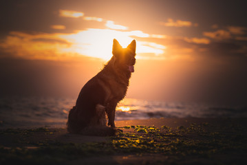 German shepherd dog at the sunshine, silhouettes