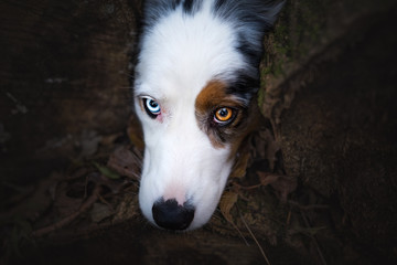 Australian shepherd with big eyes