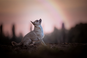 Chihuahua dog in natural environment with a rainbow