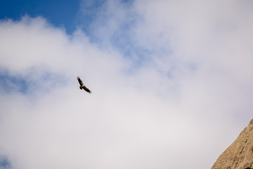 Fototapeta premium Vulture in the sky flying near a hill