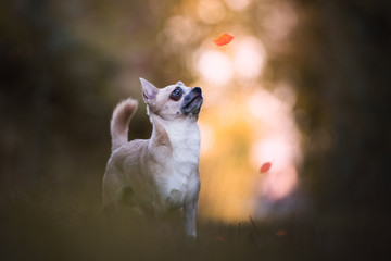 Chihuahua dog in natural environment with warm light and falling leaves