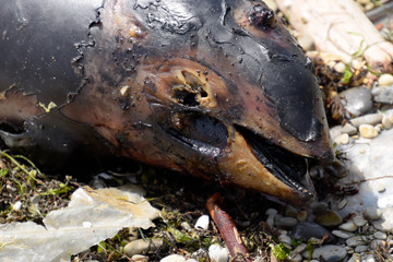 body of a dead dolphin cub lies on the shore. The dead dolphin in the Cimes bay.