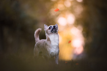 Chihuahua dog in natural environment with warm light and falling leaves