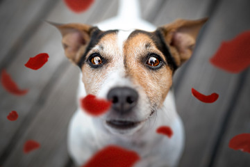 Jack russel terrier close portrait with red petals
