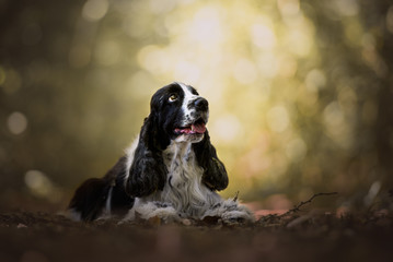 Cocker spaniel dog in a wood with yellow light