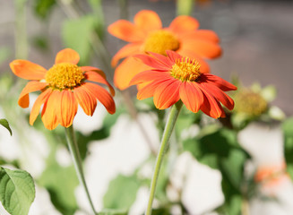 (Gerbera) Fleurs de Gerbéra aux pétales orange foncé