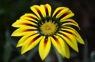 Gazania Rigens amarilla y roja