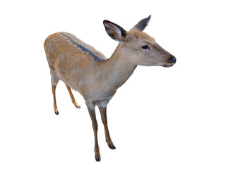 Little cute fawn isolated on a white background. Artiodactyl animal, baby deer