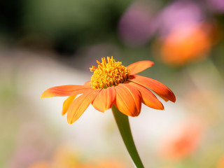 (Gerbera) Gros plan sur fleurs de Gerbéra aux pétales orange foncé