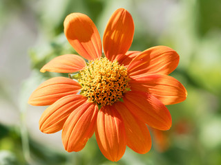 (Gerbera)  Gros plan sur fleurs de Gerbéra aux pétales orange foncé
