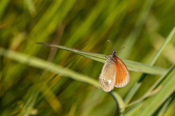 Fototapeta premium Nature