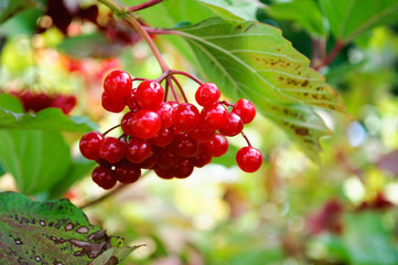 Bunches of red viburnum berries in the garden.
