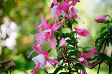 White pink fuchsia flowers in the garden.